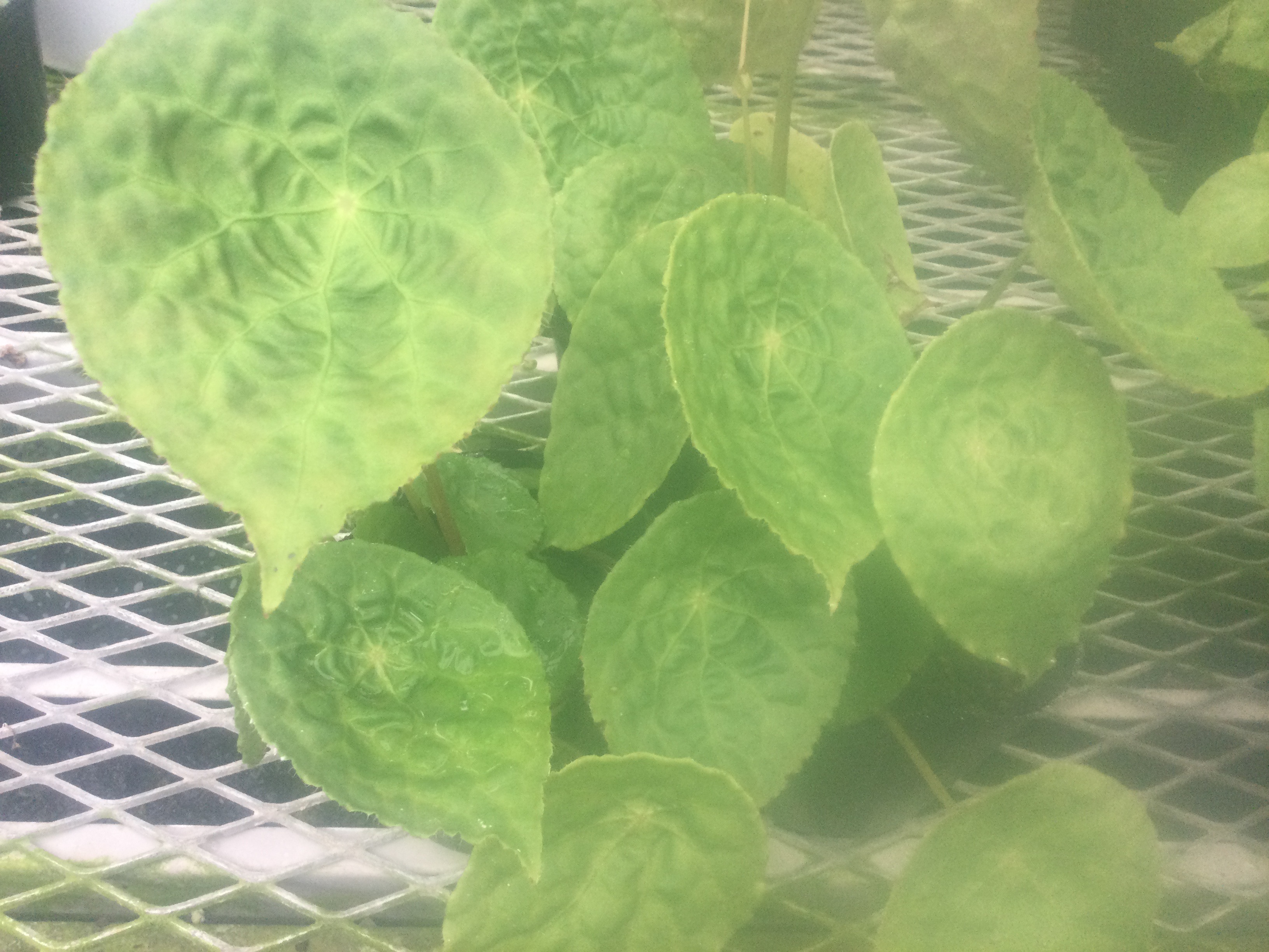 ベゴニア　フートエンシス 室内向き】【おしゃれ オシャレなインテリア】熱帯植物 根茎性