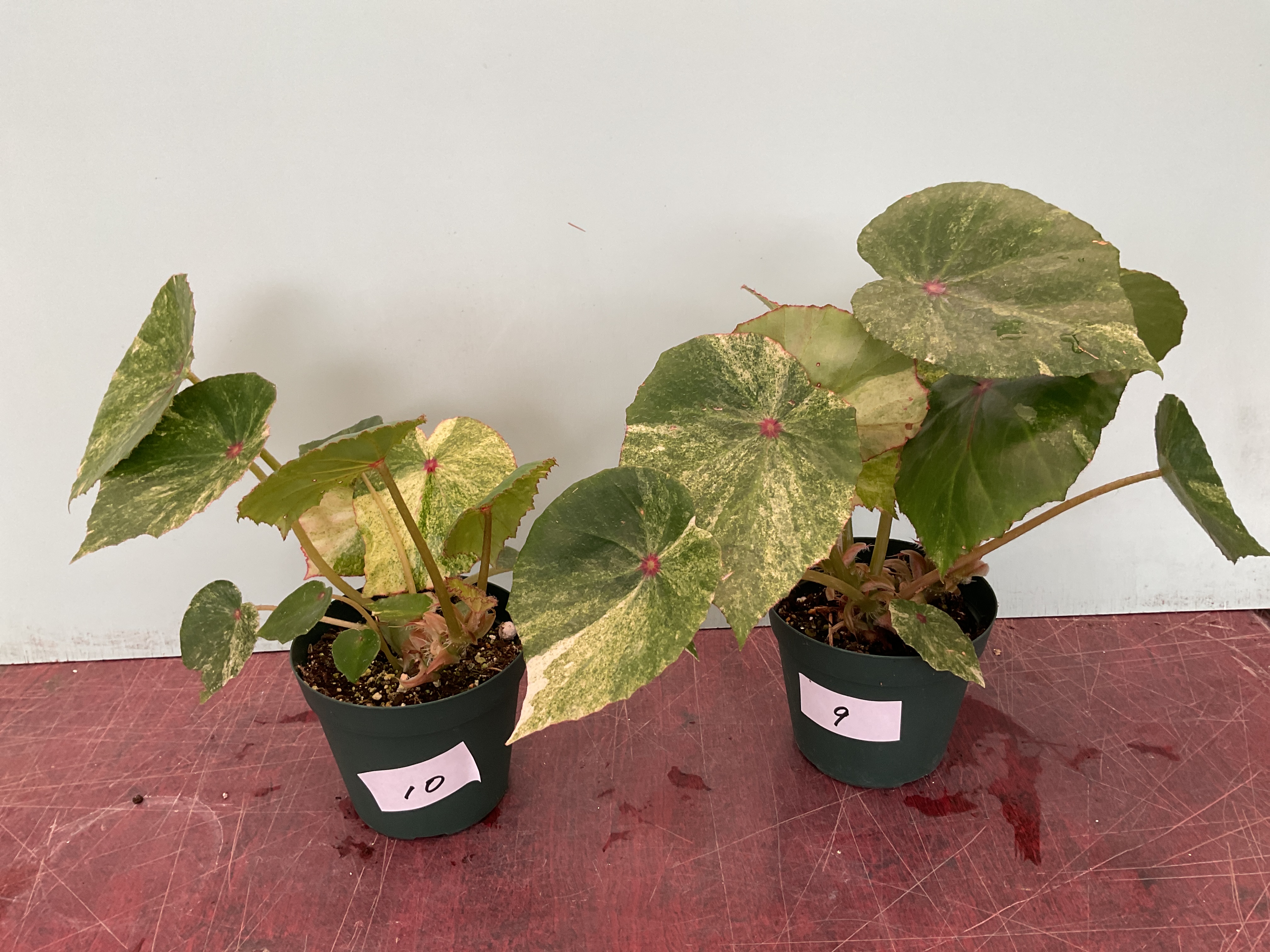 Rouge Variegated ルージュ斑入り - K's Garden