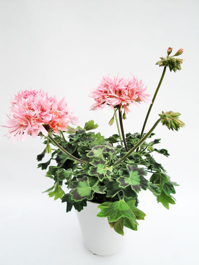 グラフィティーダブルサーモン - K's Garden