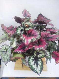 ベゴニア寄せ植え鉢8号 - K's Garden