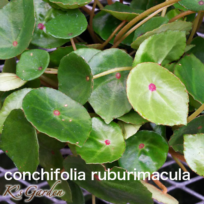 conchifolia-ruburimacula コンキフォリア ルブリマクラ - K's Garden