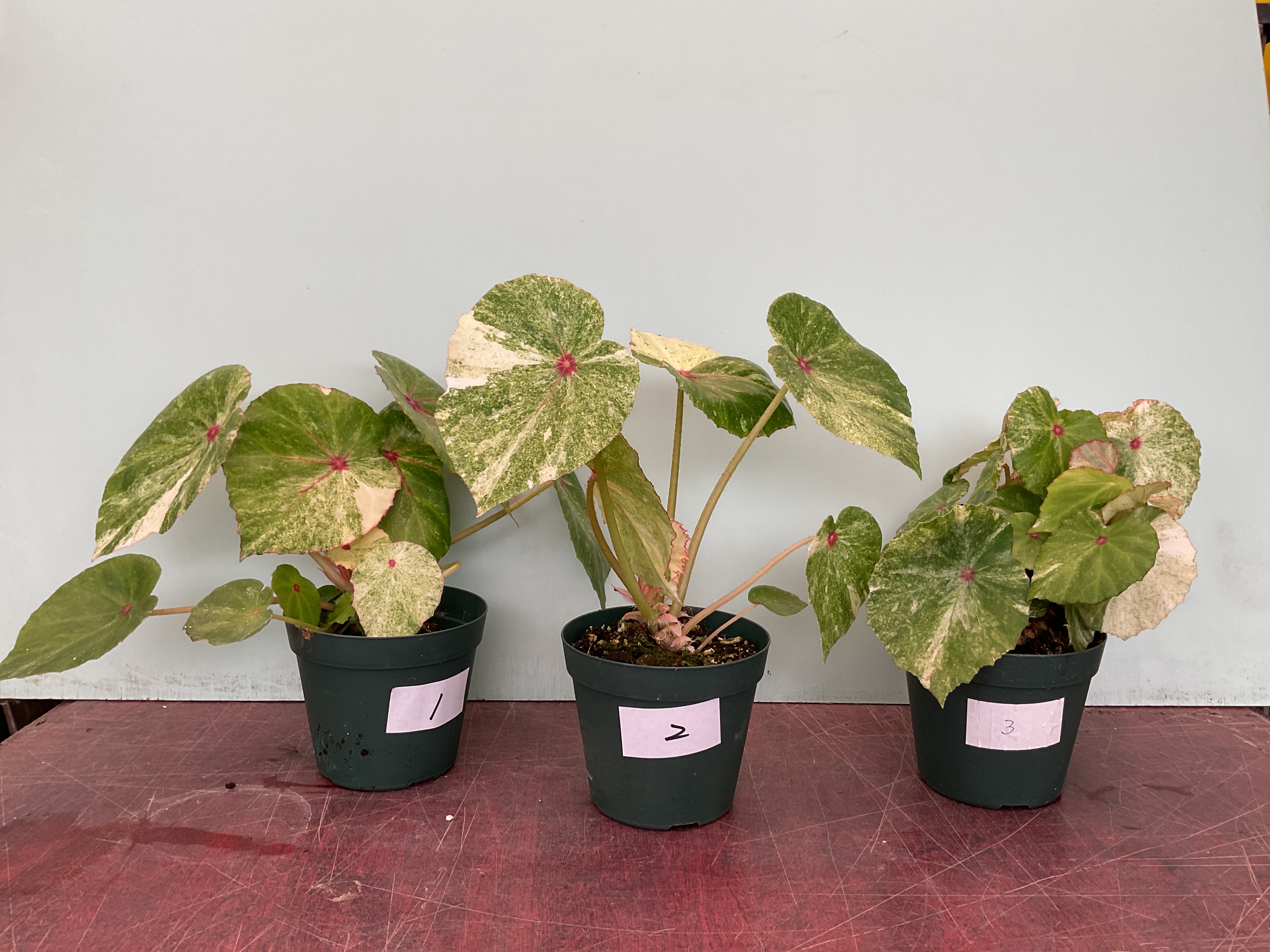 Rouge Variegated ルージュ斑入り - K's Garden