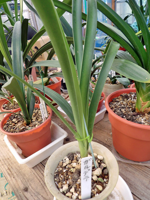 原種君子蘭（ガルデニー）5号鉢 | 京子園芸