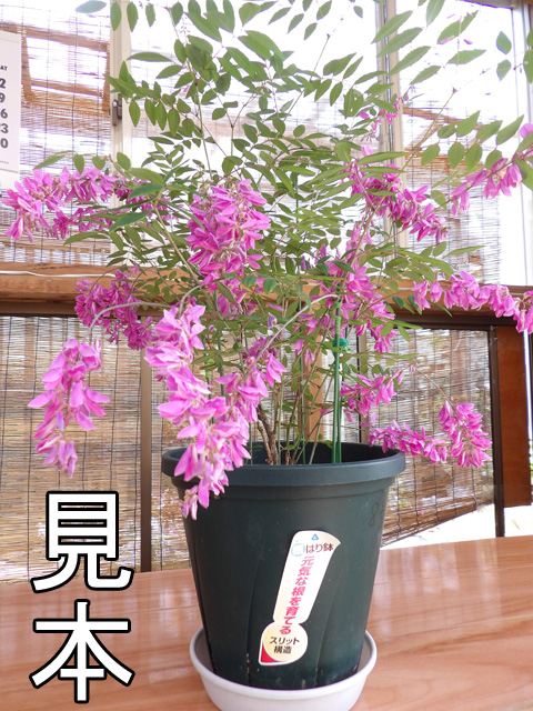 ニワフジ(5号鉢) | 京子園芸