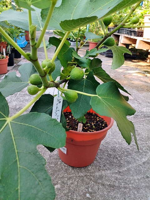 イチジク小苗 Strawberry Shortcake 芽接木 ㉜