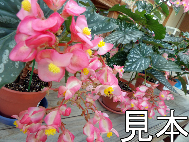 木立性ベゴニア（ジムワイツェン）4号鉢 | 京子園芸