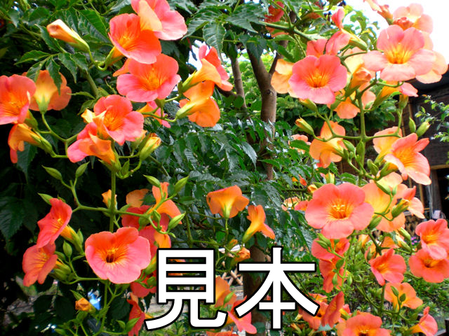 ノウゼンカズラ (4年生苗) | 京子園芸