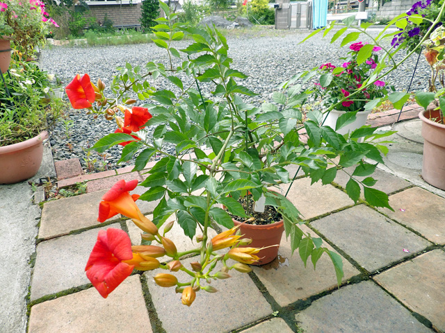 ノウゼンカズラ　根付苗 ノウゼンカズラ 根付苗 - メルカリ