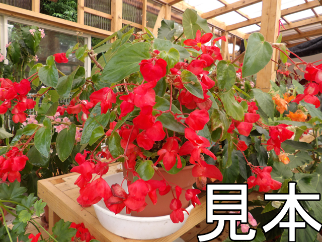 ベゴニア 木立ベゴニア ドラゴンウィング 多肉植物 宿根草 花苗