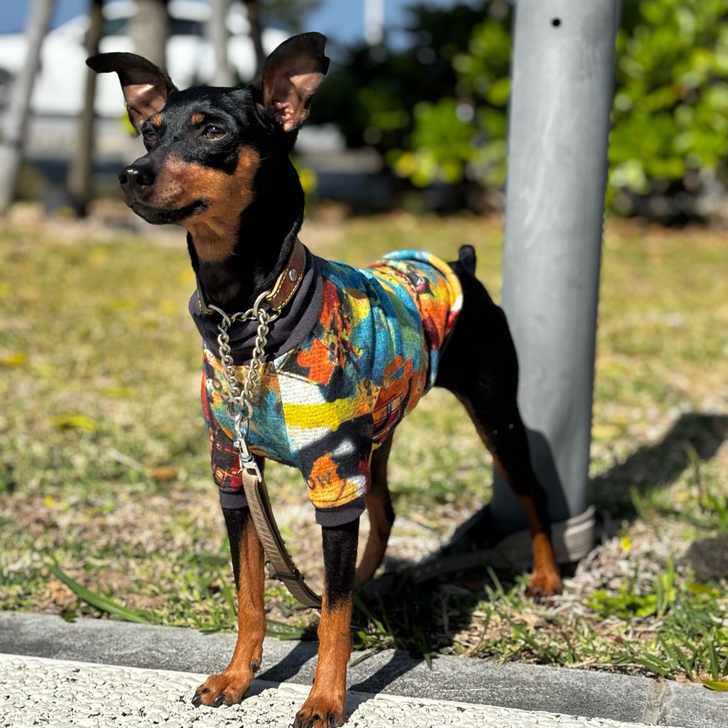 クリックで画像を表示