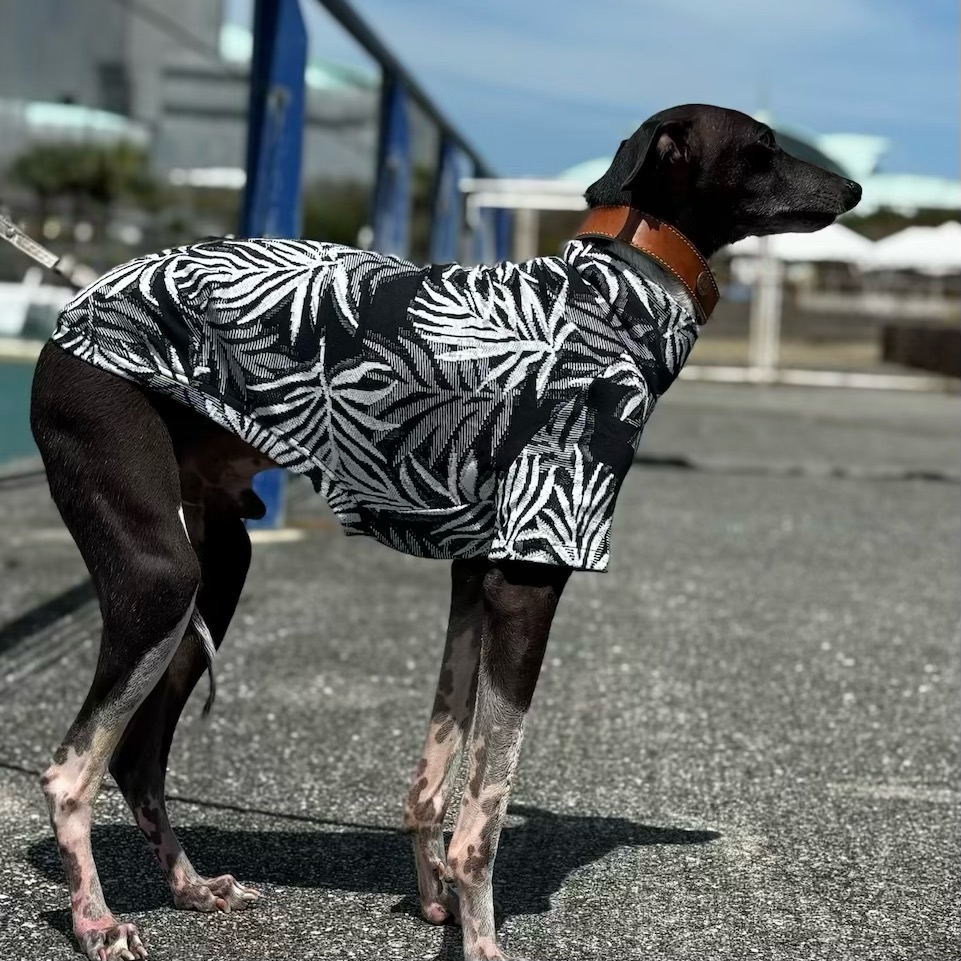 クリックで画像を表示