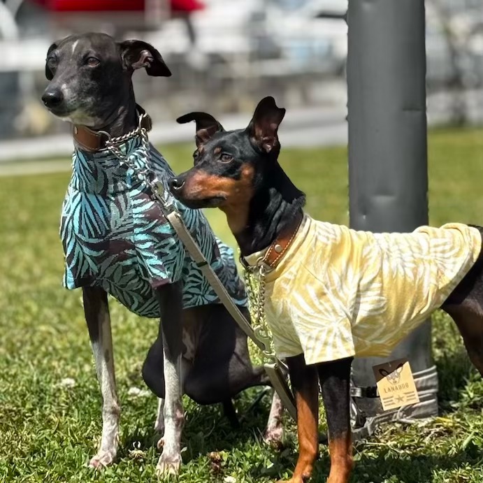 クリックで画像を表示