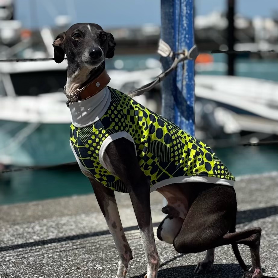 クリックで画像を表示