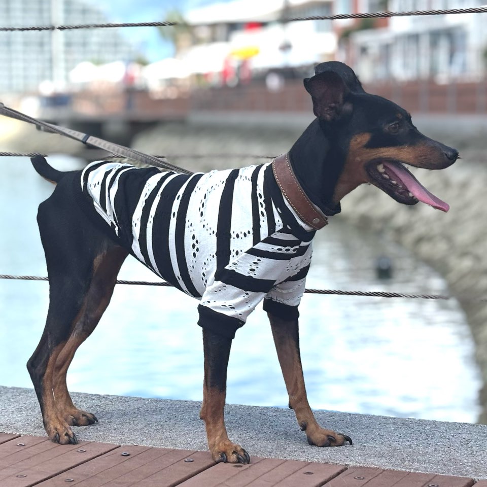 クリックで画像を表示