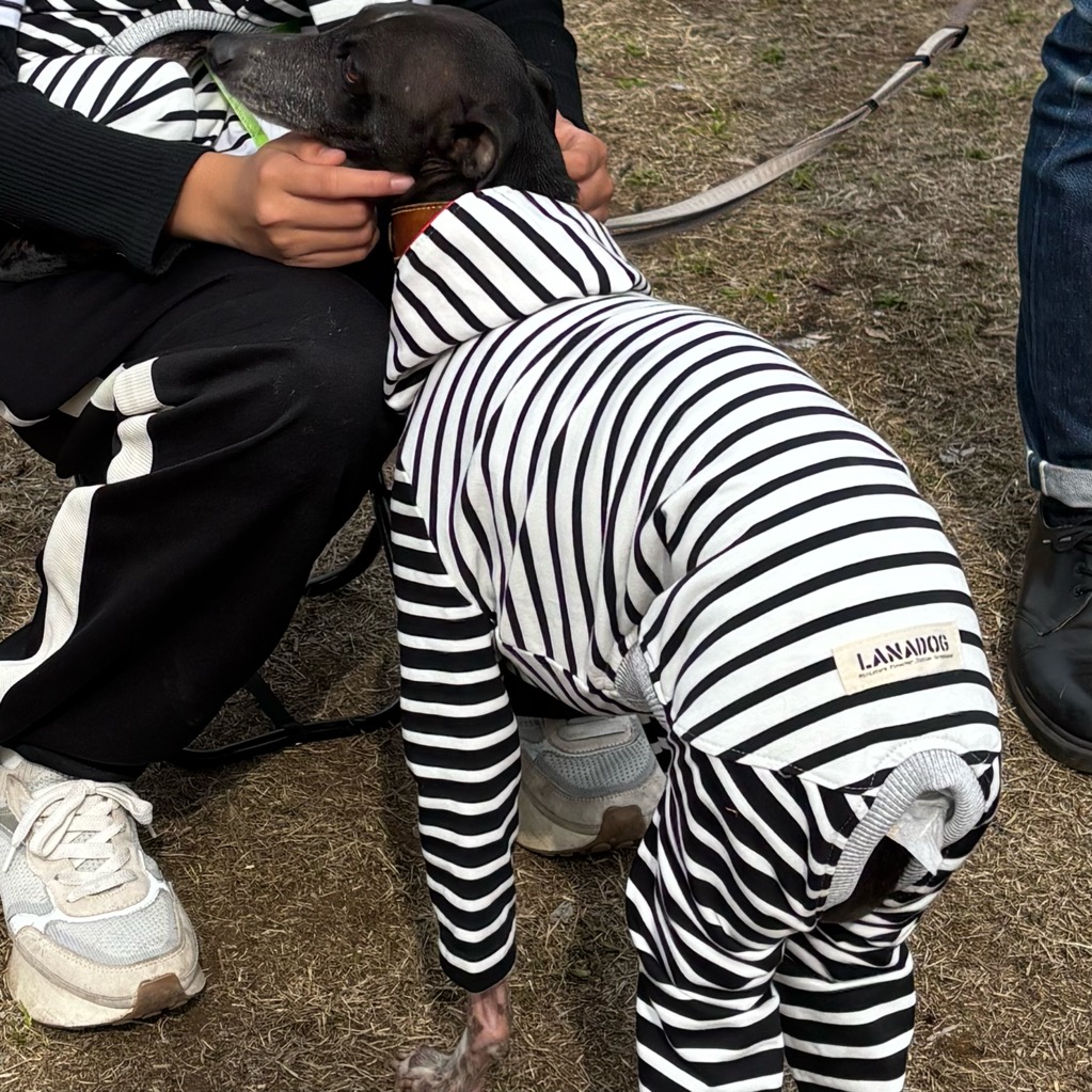 クリックで画像を表示