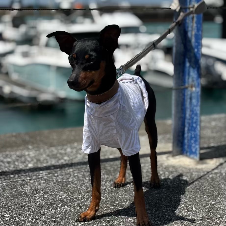 クリックで画像を表示