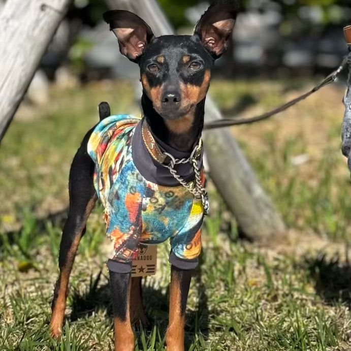 クリックで画像を表示