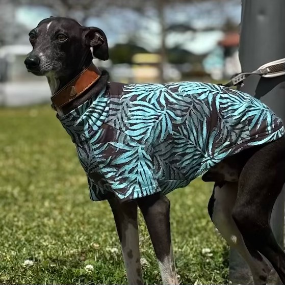 クリックで画像を表示