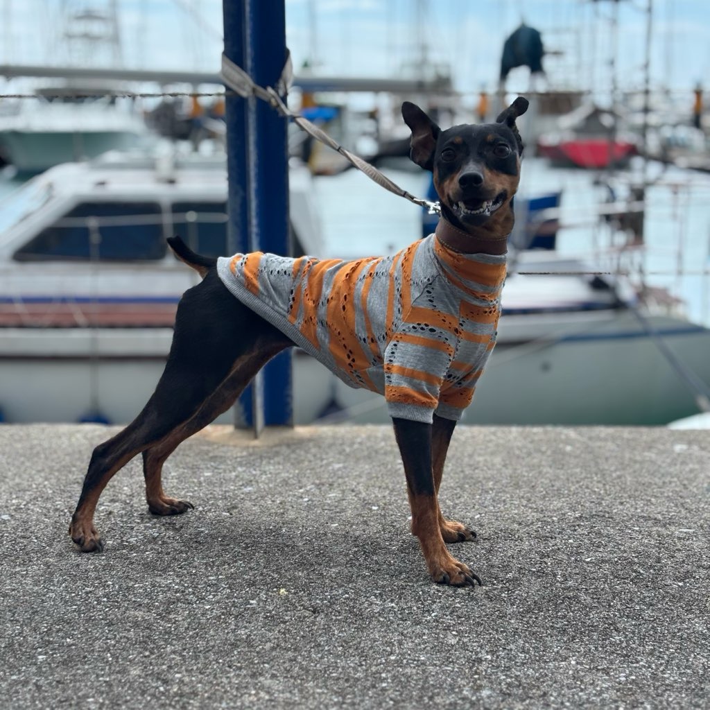 クリックで画像を表示