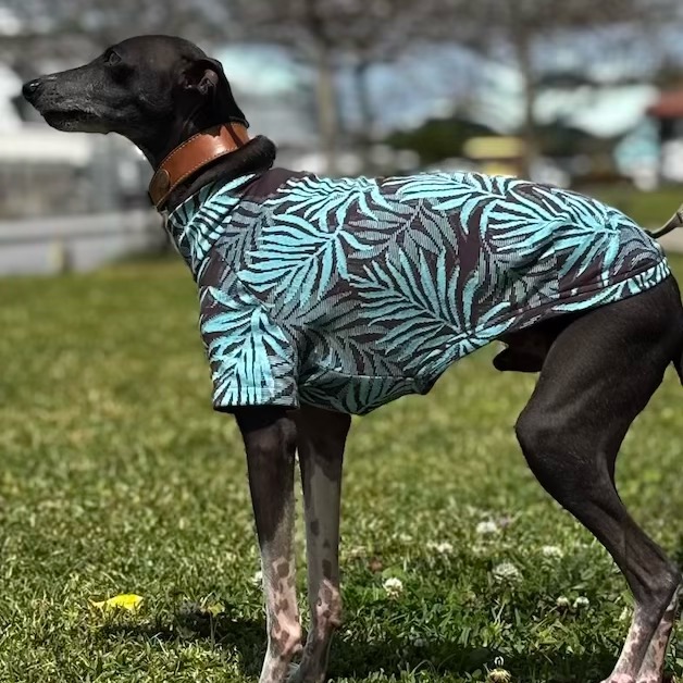 クリックで画像を表示