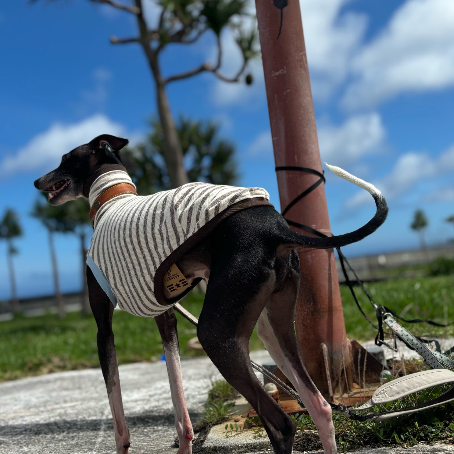 クリックで画像を表示