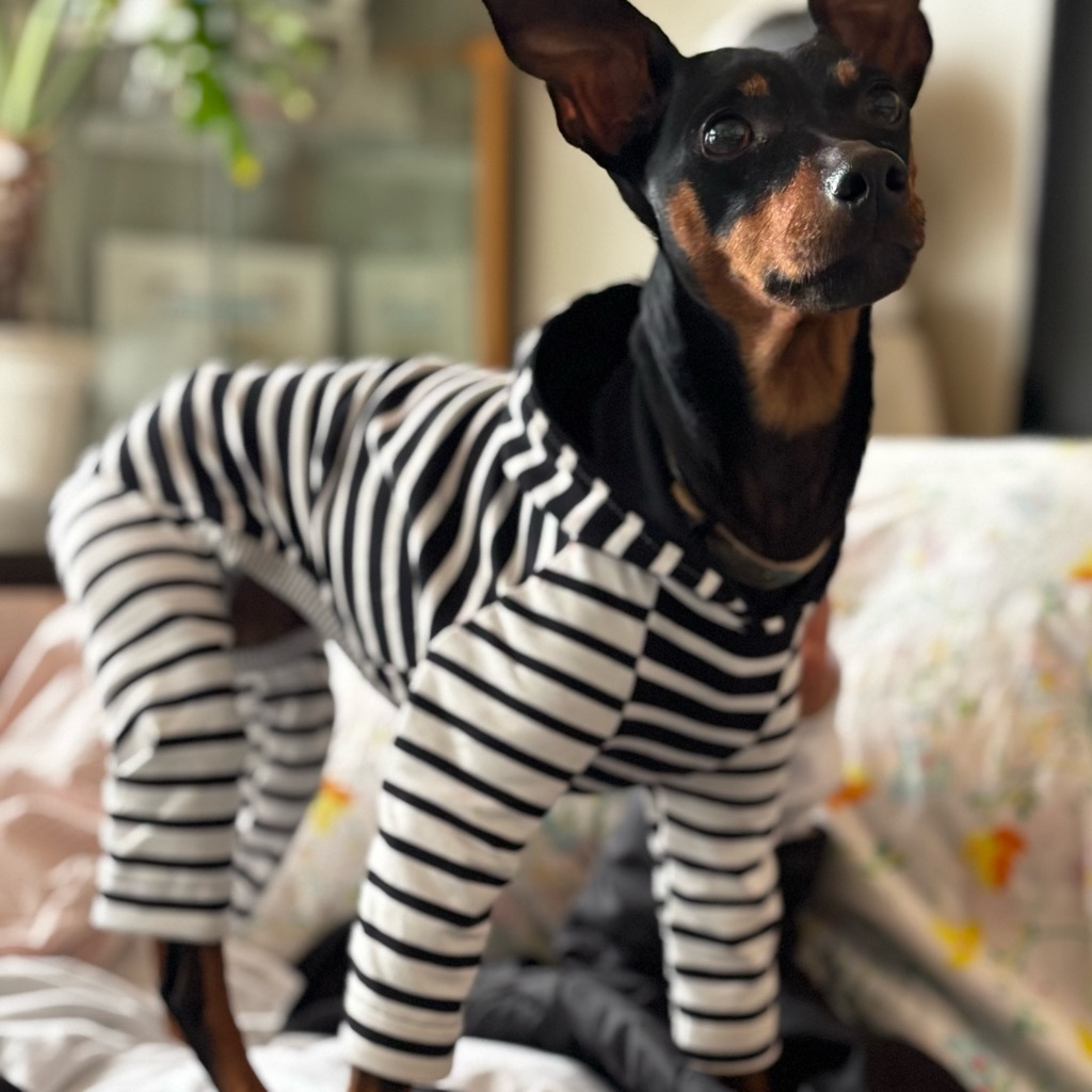 クリックで画像を表示