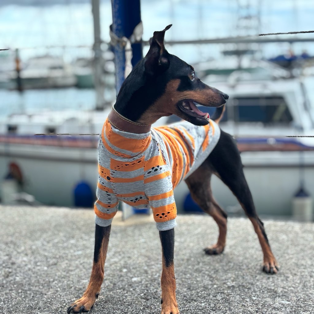 クリックで画像を表示