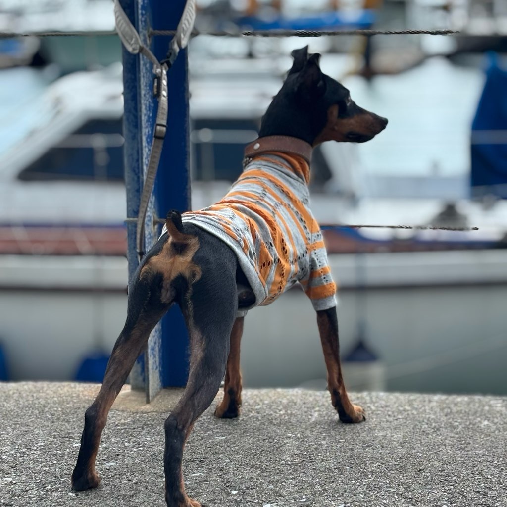 クリックで画像を表示