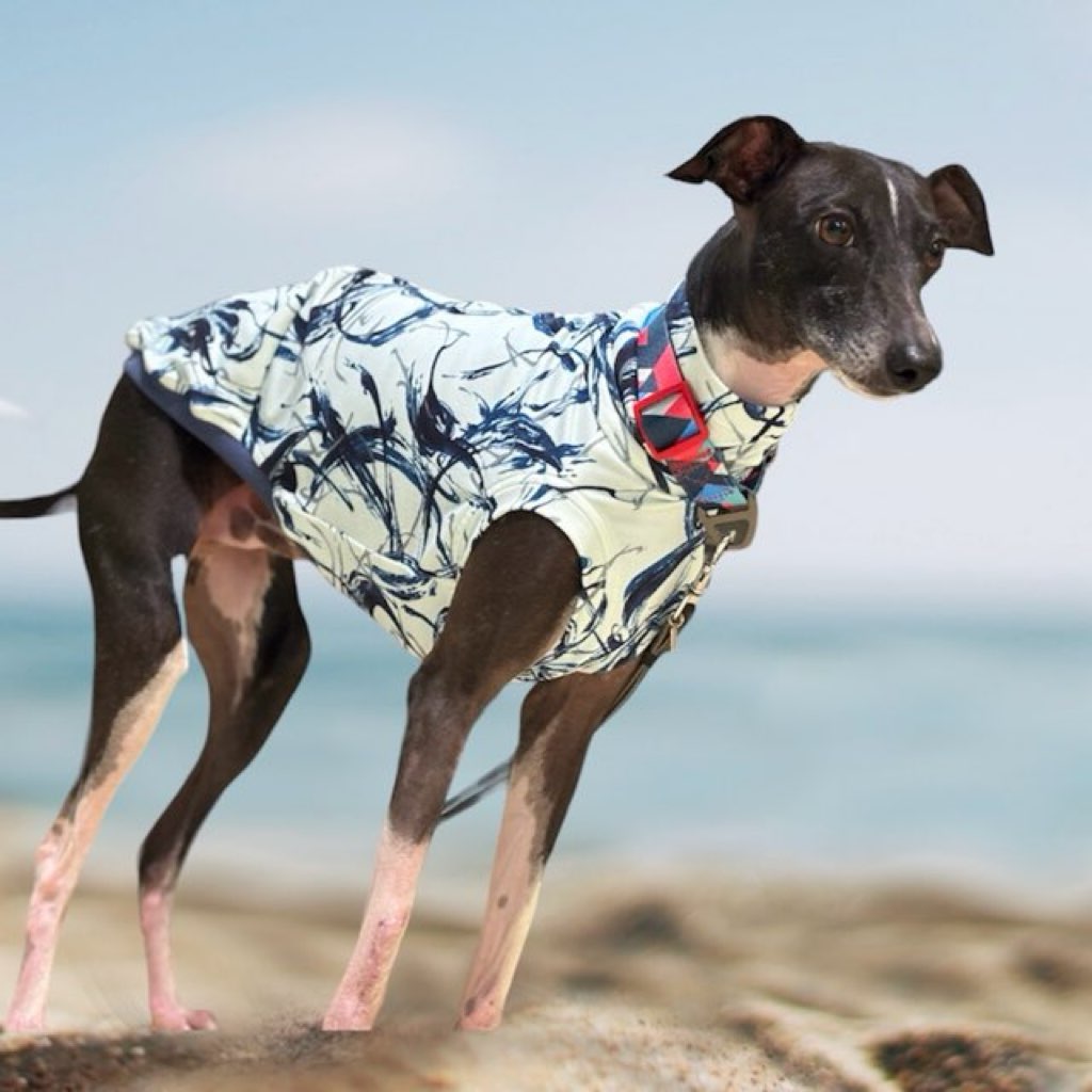 クリックで画像を表示