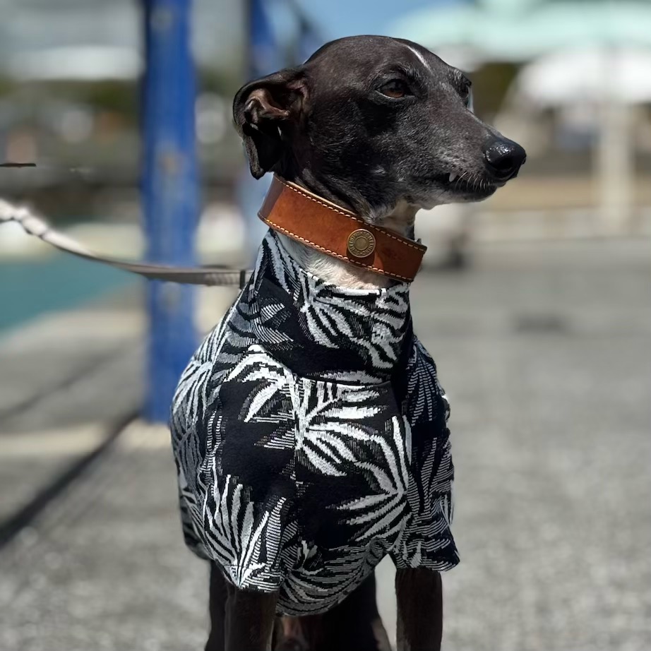 クリックで画像を表示