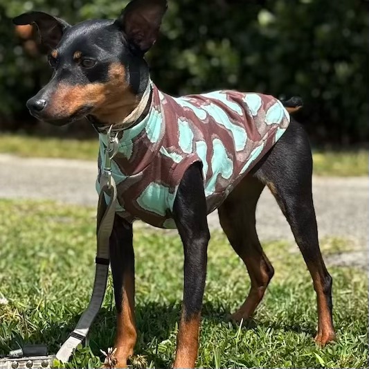 クリックで画像を表示