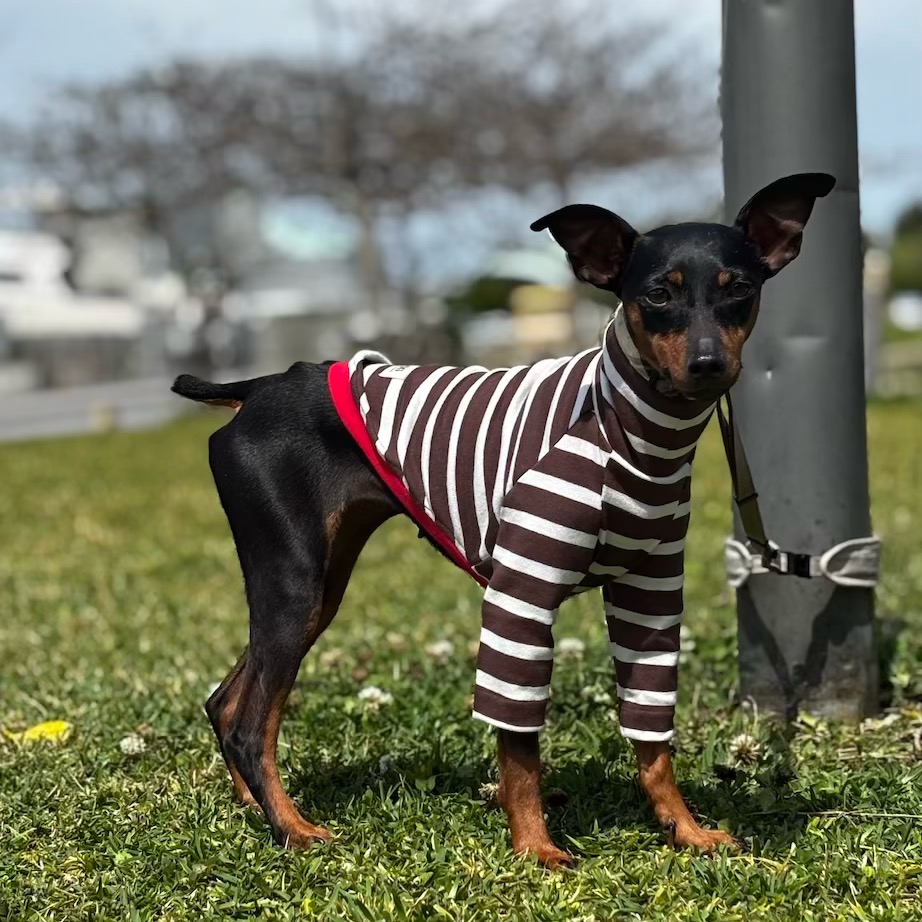 クリックで画像を表示