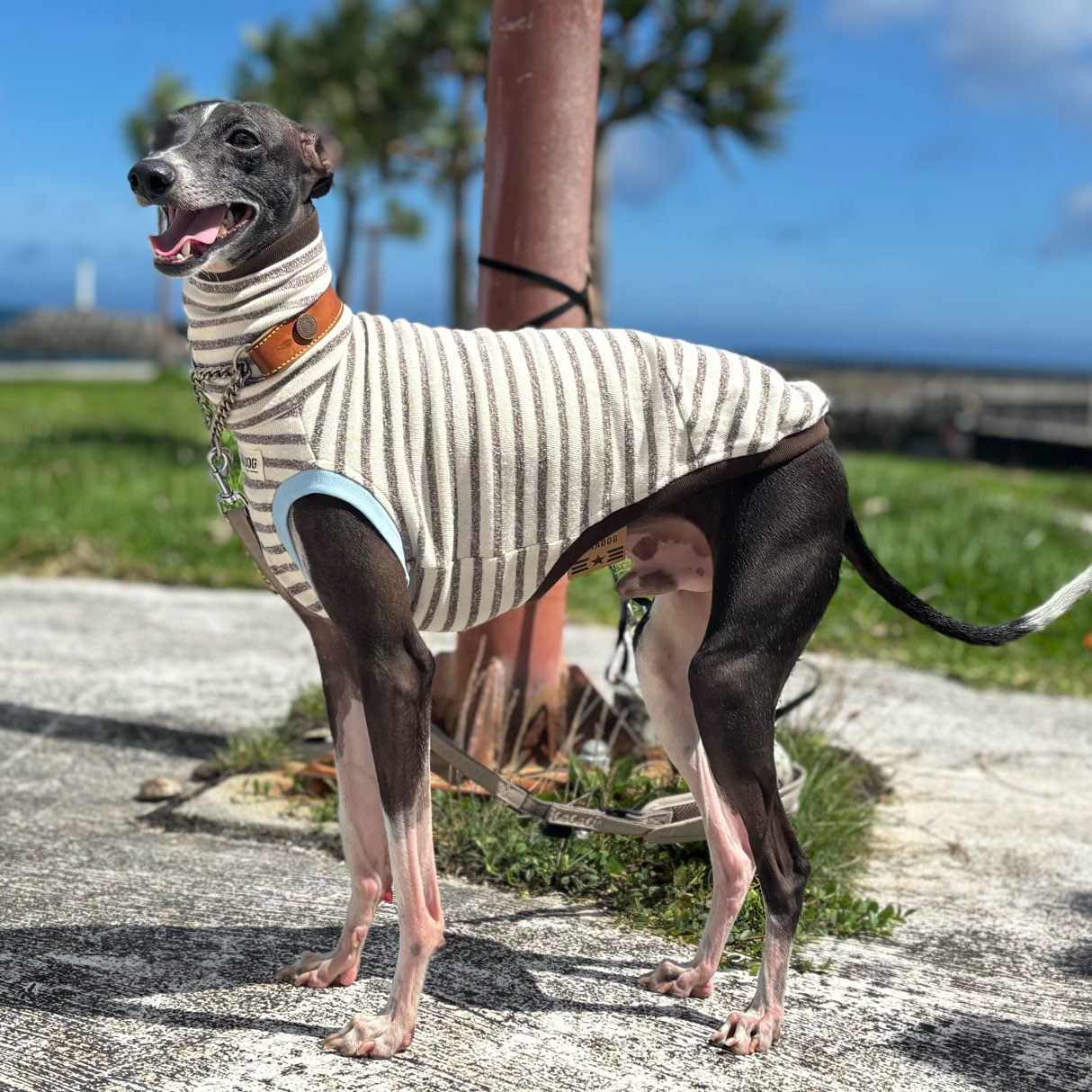 クリックで画像を表示