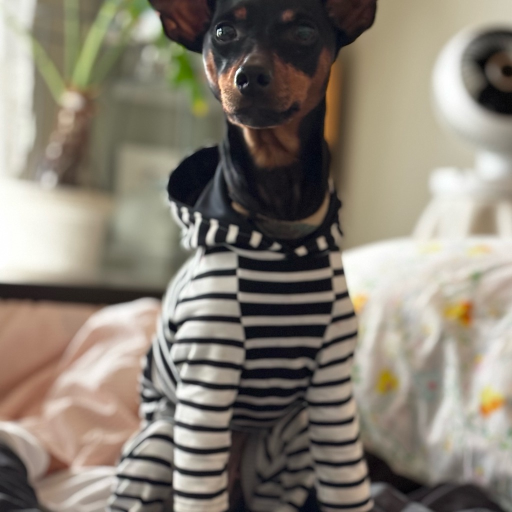 クリックで画像を表示