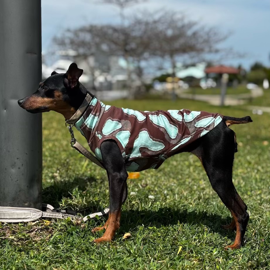 クリックで画像を表示