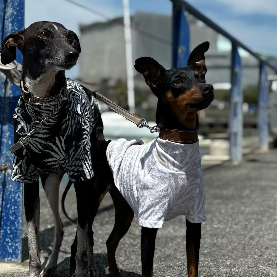 クリックで画像を表示