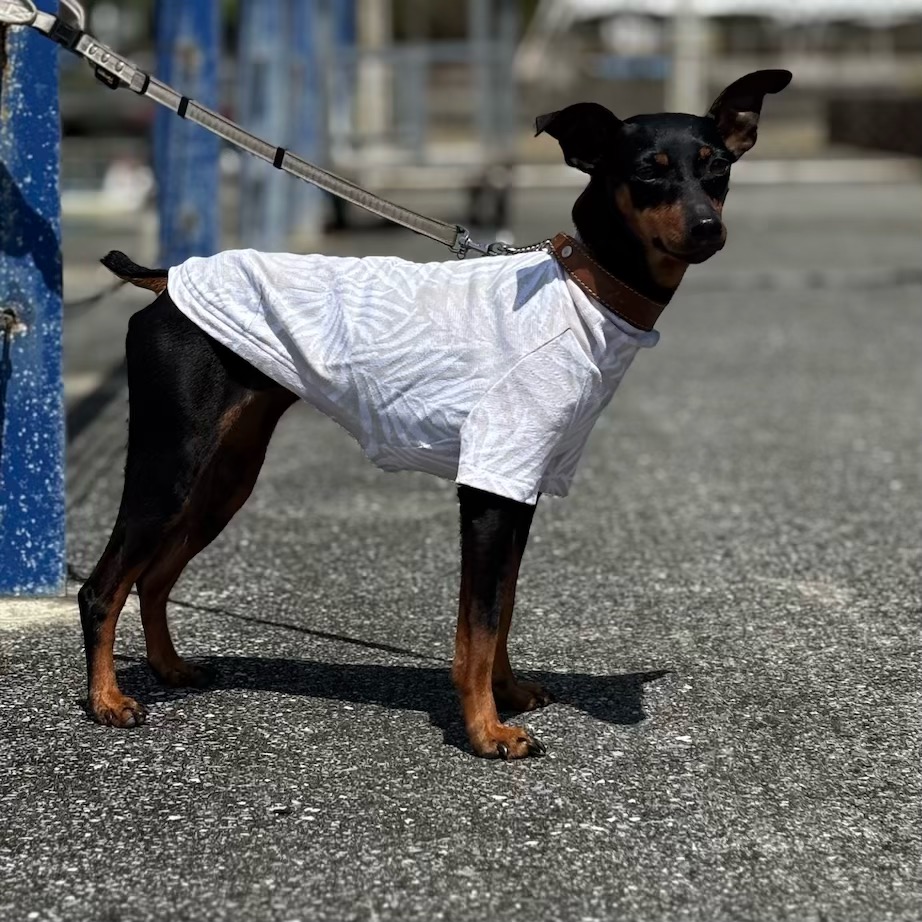 クリックで画像を表示