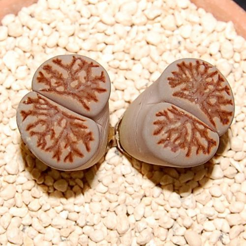 幻の菊花石　特別天然記念物　根尾谷菊花石　純白菊花石　15輪 菊化石 幻の菊花石 特別天然記念物 根尾谷菊花石 純白菊花