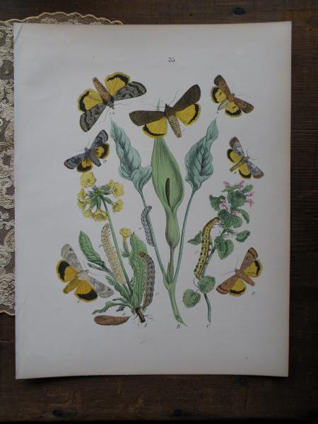 アンティーク 黄色の蛾の博物画 図鑑の紙片 1876年 W. F. Kirby - Maiden's drawer