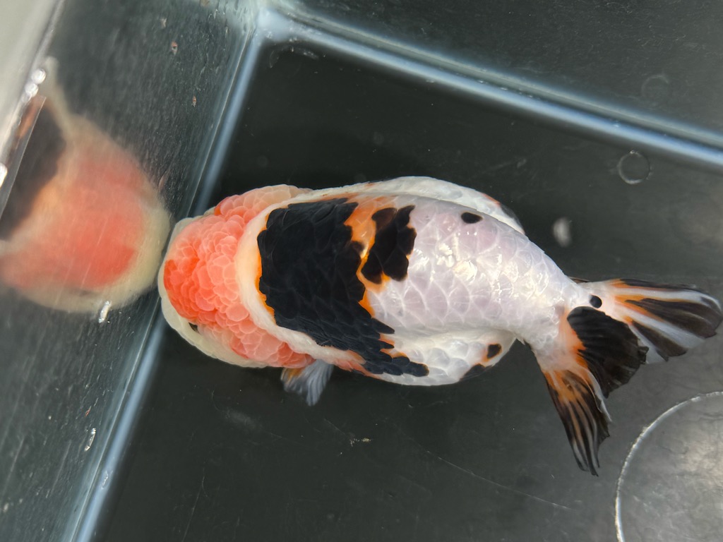 ミルクかうらんちゅう 13cm | 金魚専門店 カハラ