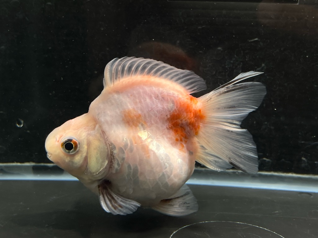 桜琉金ショートテール 11cm | 金魚専門店 カハラ