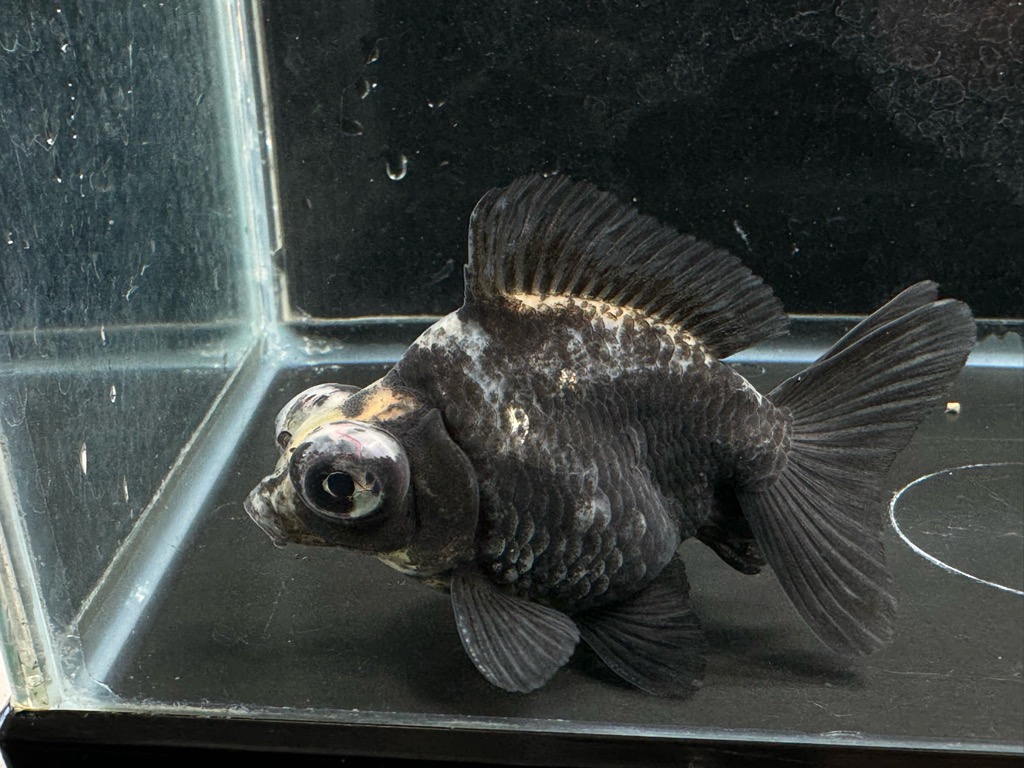 銀鱗白黒出目金ショートテール 9-10cm a-4 | 金魚専門店 カハラ