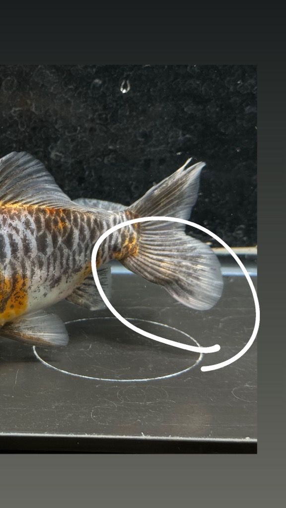 五色ドラゴンスケール和金 15.5cm | 金魚専門店 カハラ