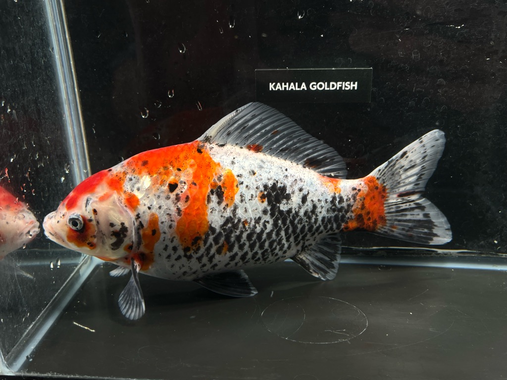 銀鱗墨和金フナ尾 24cm | 金魚専門店 カハラ