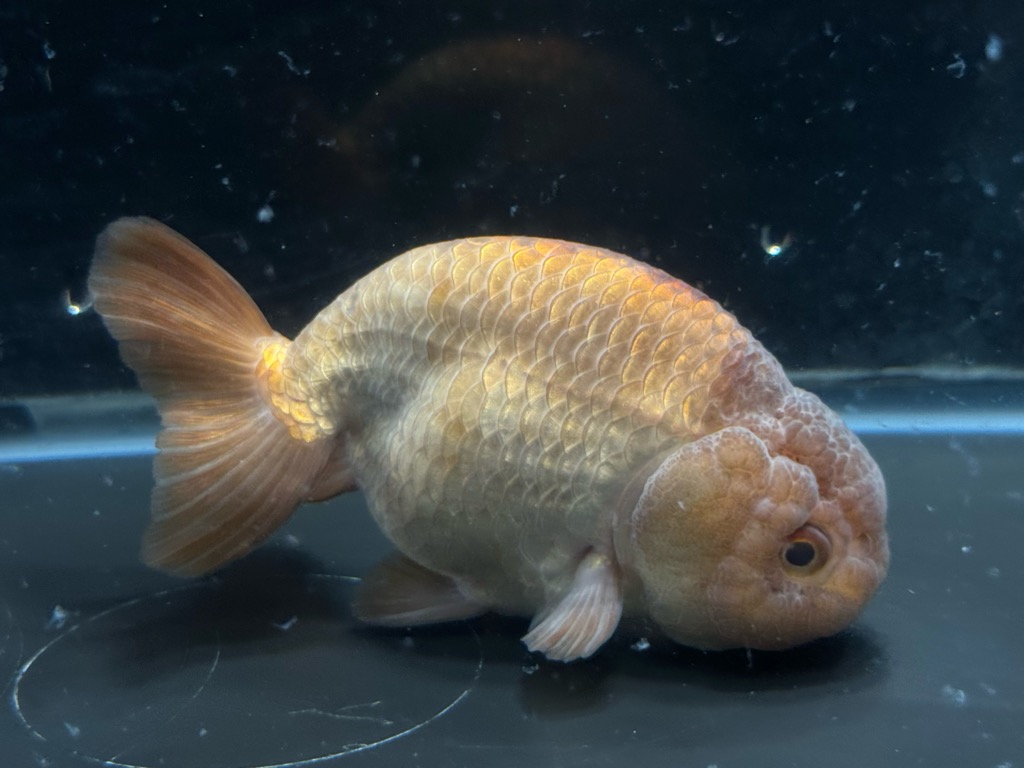 メダカ、ライオンヘッド、土佐錦、らんちゅう入荷