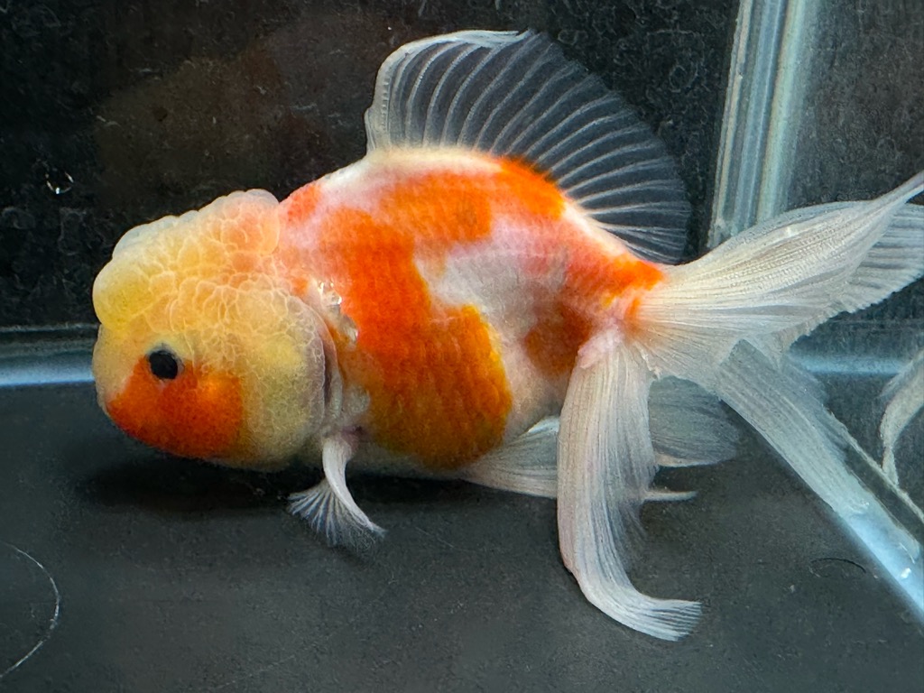 桜東錦 14.5cm f-3 | 金魚専門店 カハラ