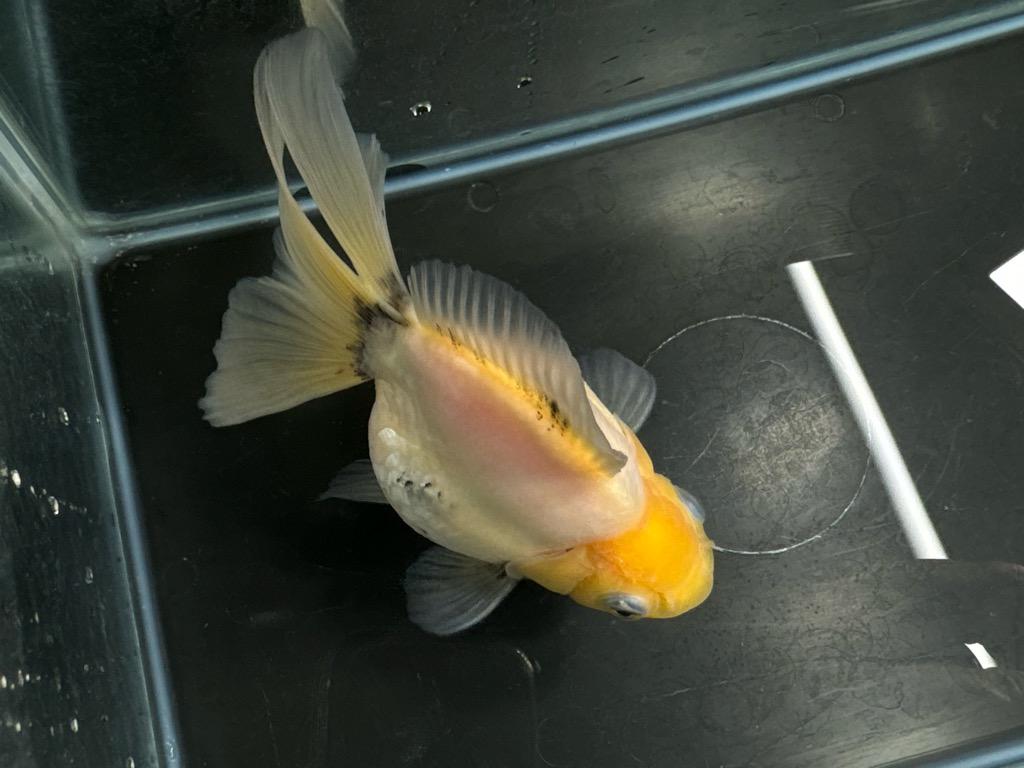 白黒琉金 15cm | 金魚専門店 カハラ