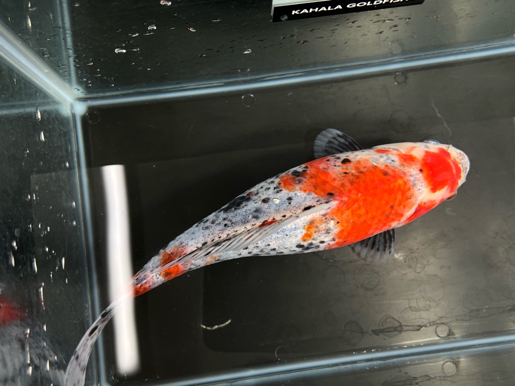 銀鱗墨和金フナ尾 24cm | 金魚専門店 カハラ