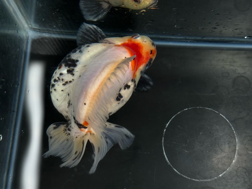 トリカラー琉金ショートテール 13.5cm | 金魚専門店 カハラ