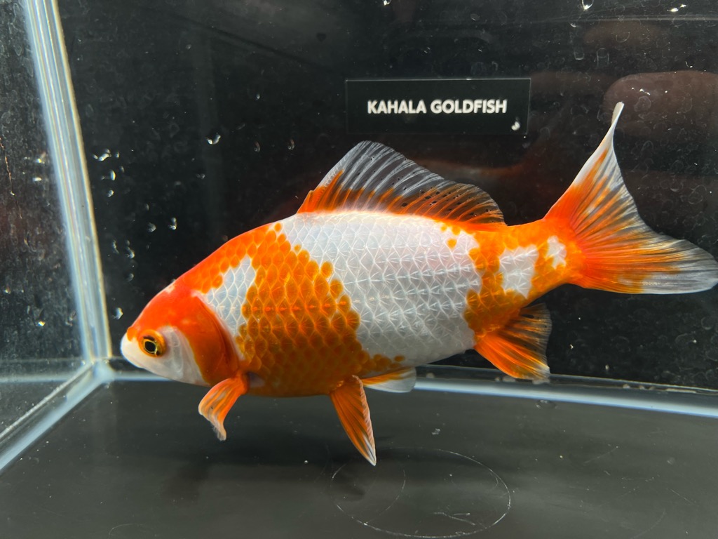 更紗和金フナ尾 20cm | 金魚専門店 カハラ